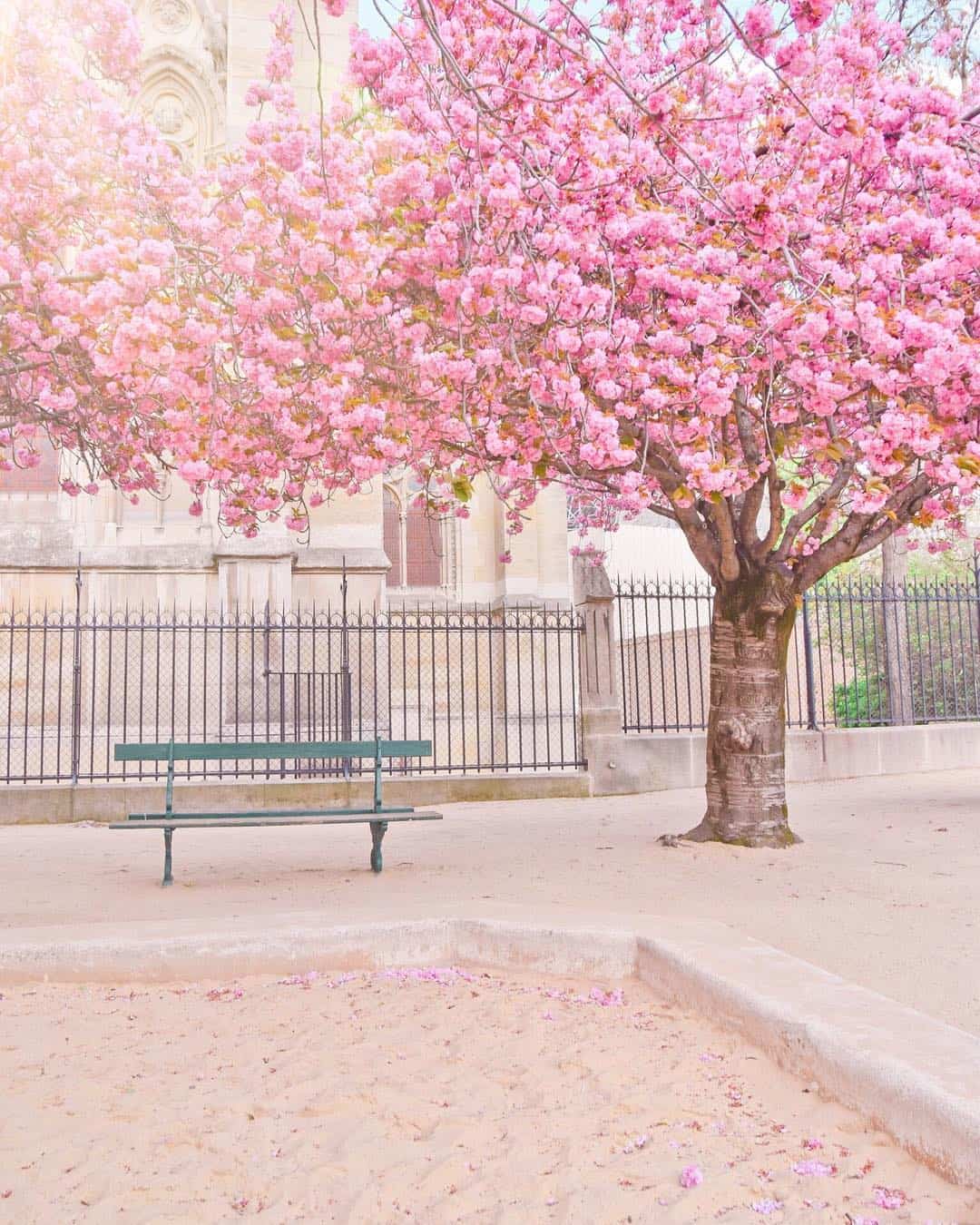 Best places to see the Cherry blossoms in Paris