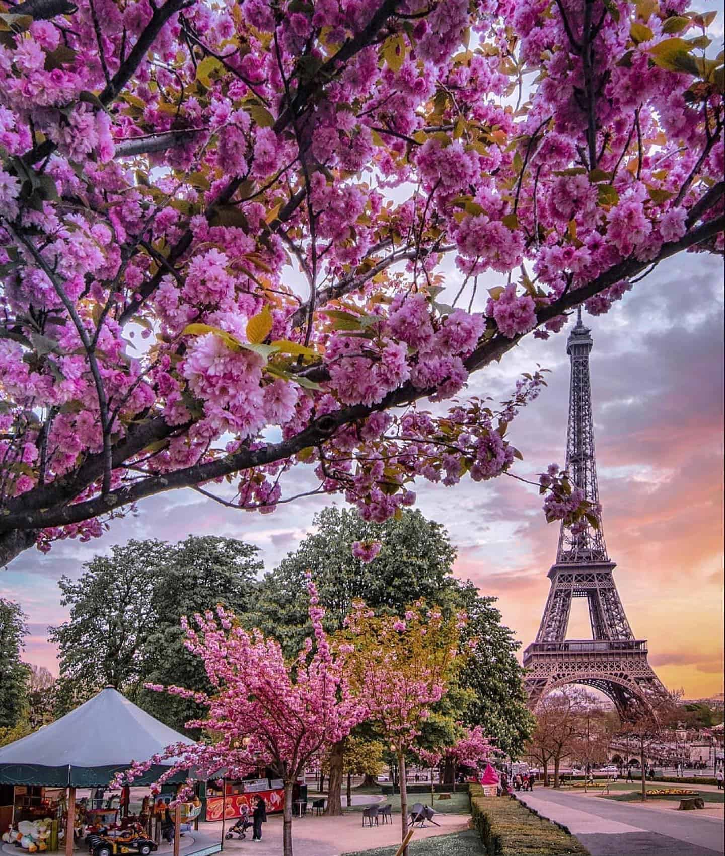 Cherry blossom trees at the Eiffel Tower