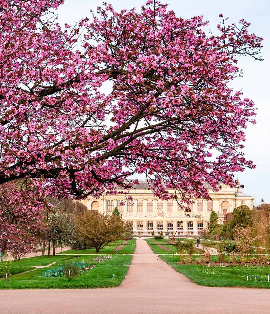 Cherry blossom trees in Paris Jardin Des Plantes