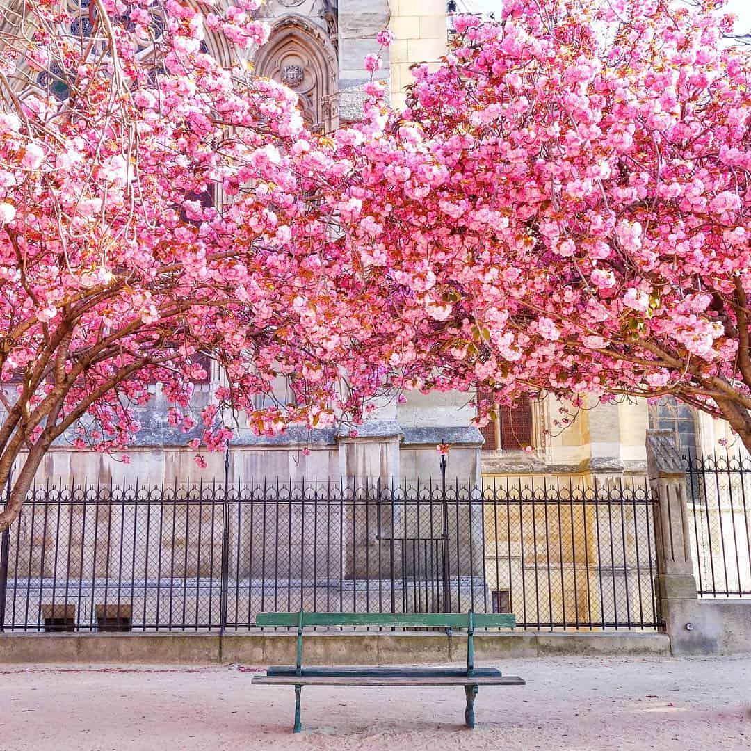 Cherry blossoms in Paris at Square Jean-XXIII