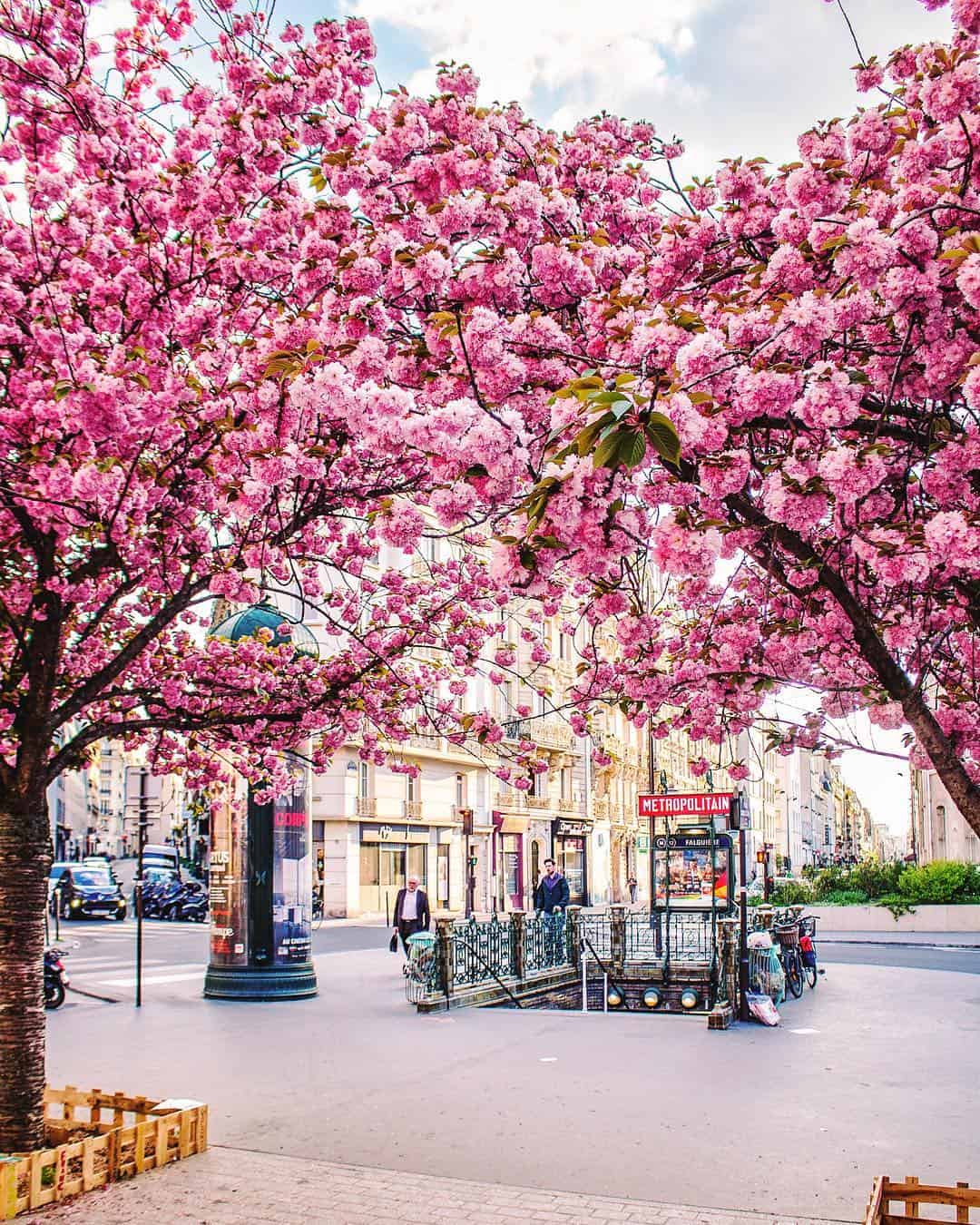 Falguiere metro cherry blossoms in Paris