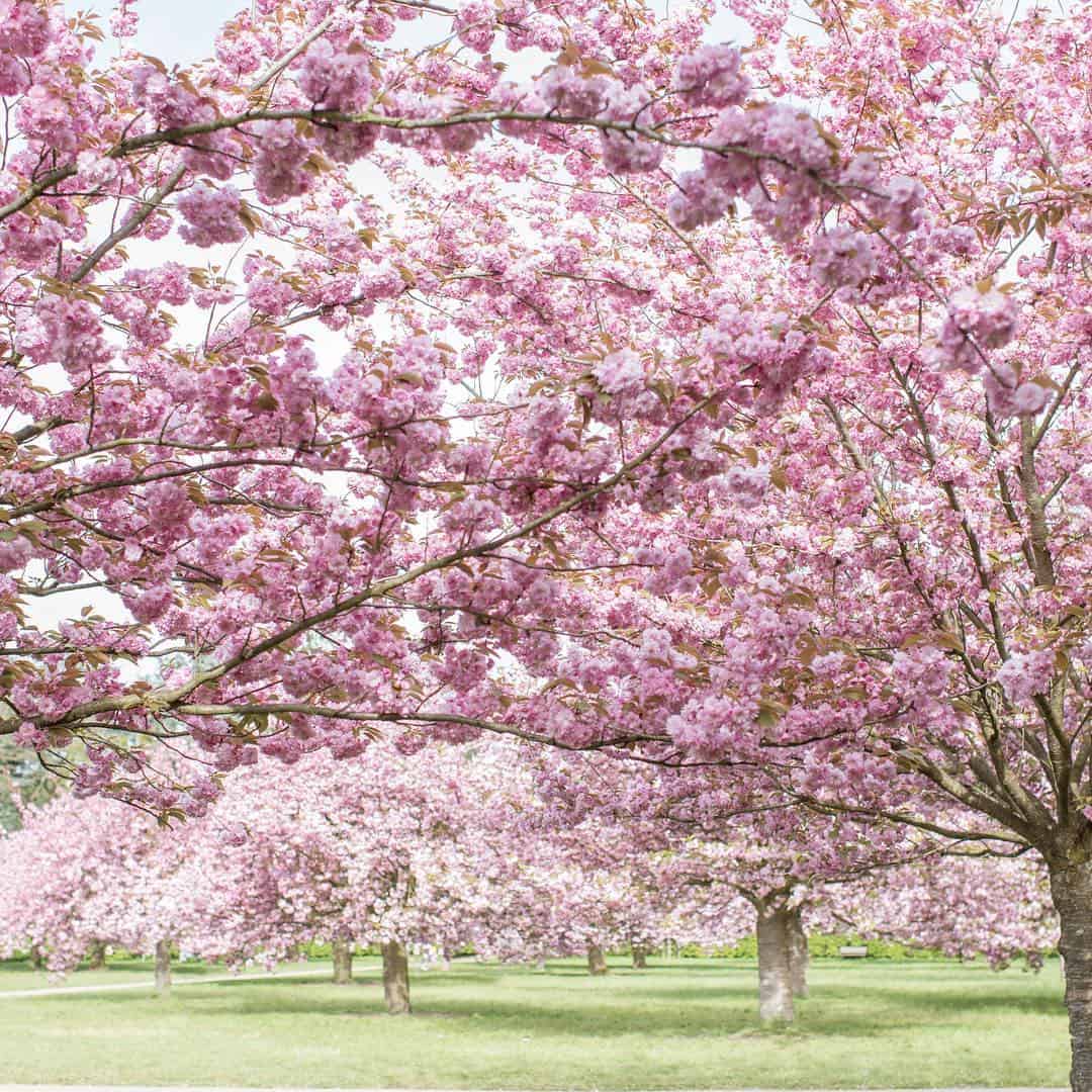 Parc de Sceaux cherry blossoms in paris