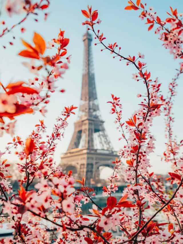 Cherry Blossom Locations in Paris